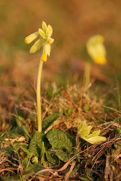 Cowslip plant - B.jpg - Cowslip plants - Hertfordshire